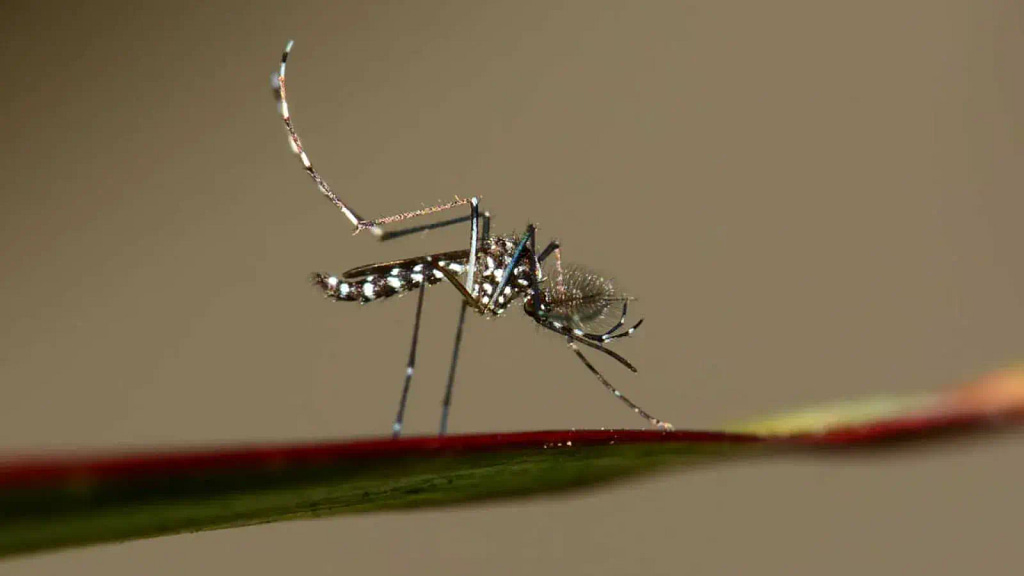 Cómo combatir el mosquito tigre y prevenir el contagio de enfermedades