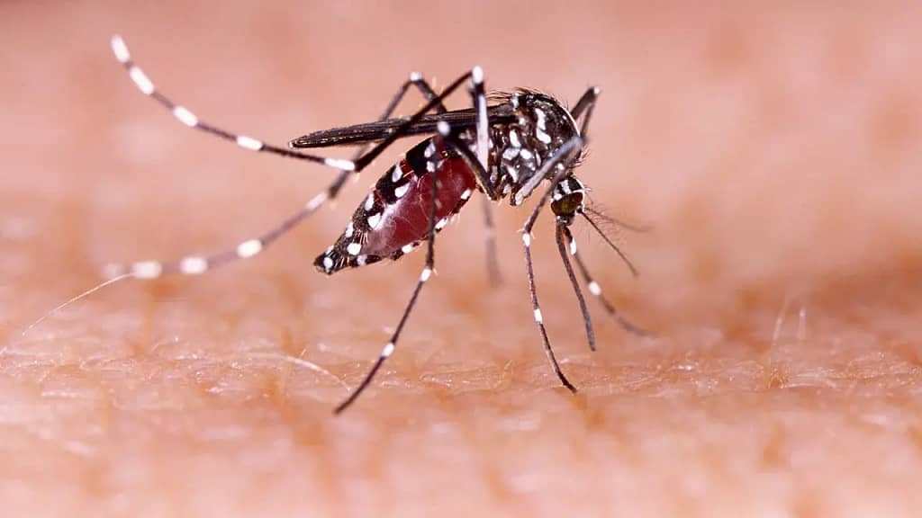 De la Fiebre al Dengue Hemorrágico: Reconoce los Síntomas y Prevén el Dengue