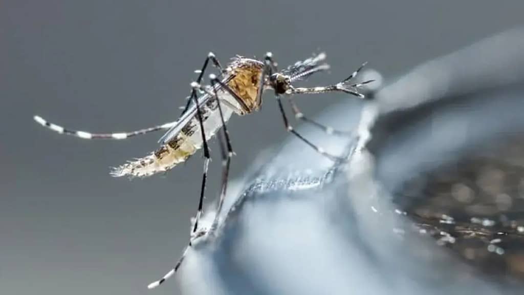 Cómo Protegerte del Dengue: Reconoce los Síntomas y Actúa a Tiempo