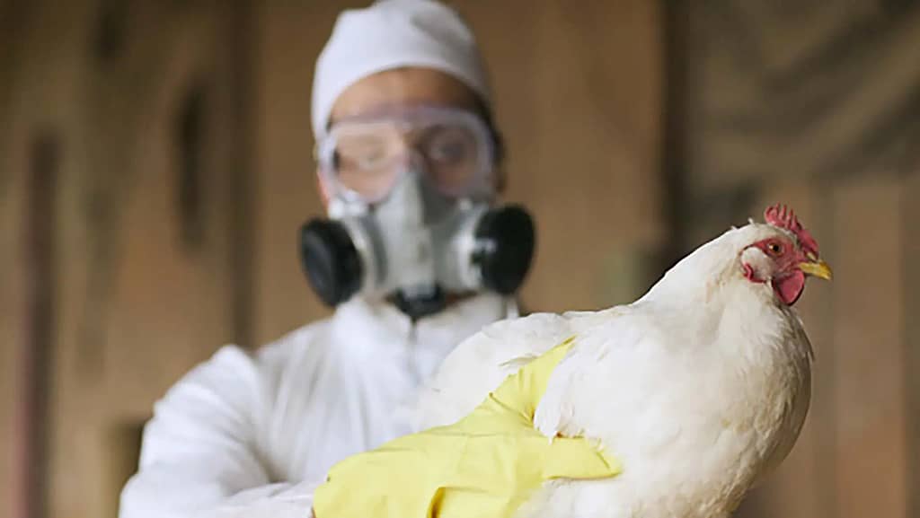 Gripe Aviar: Un Análisis Profundo de Sus Causas, Transmisión y Síntomas