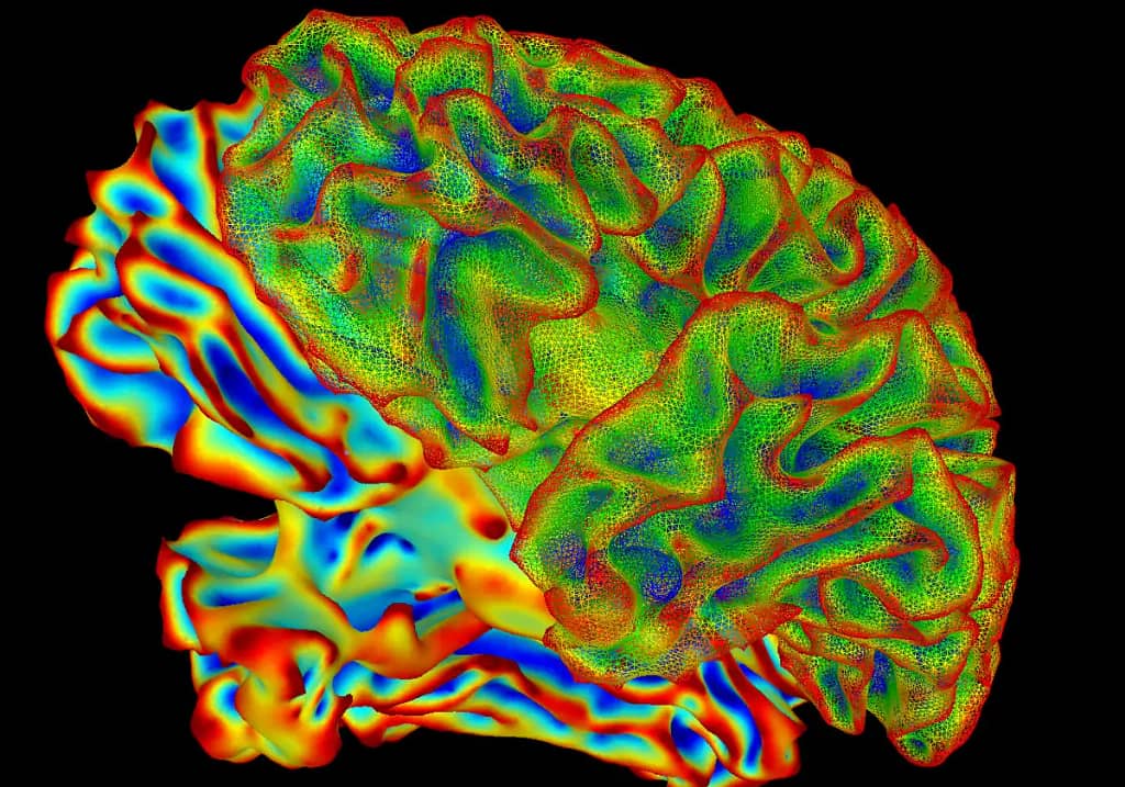 Configuran el Primer 'Atlas del Cerebro' para Desvelar los Secretos de las Neuronas Célula a Célula