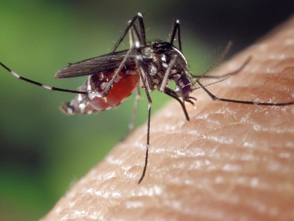Cómo combatir el mosquito tigre y prevenir el contagio de enfermedades
