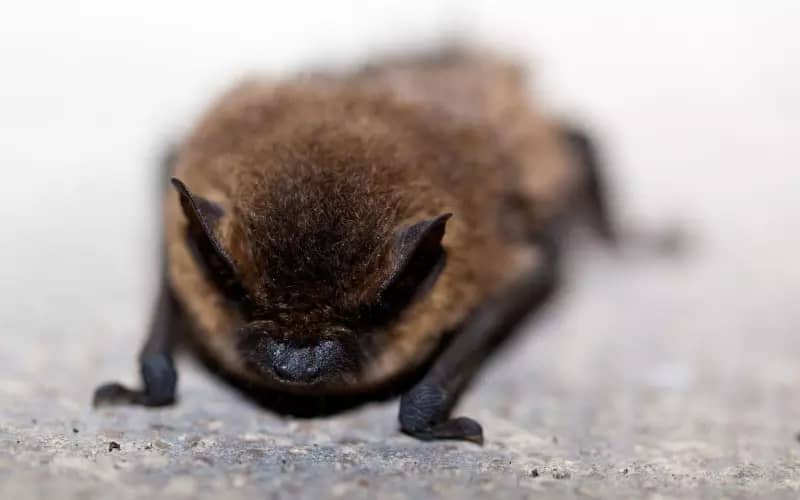 Estudios a murciélagos ayuda en experimentos contra el cáncer.