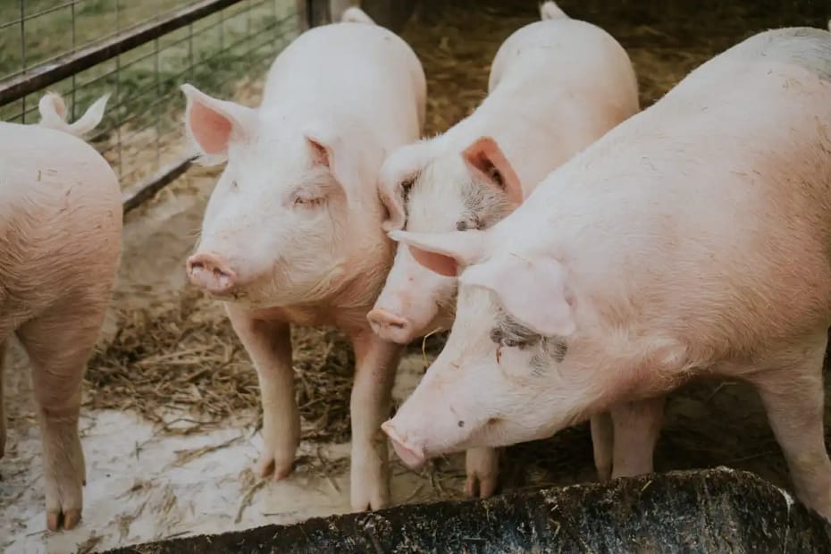 Riñones humanos cultivados en embriones porcinos: un avance sin precedentes